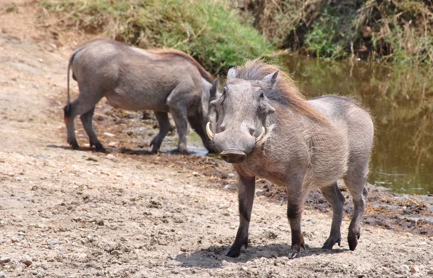 4 DAYS WILDLIFE SAFARI