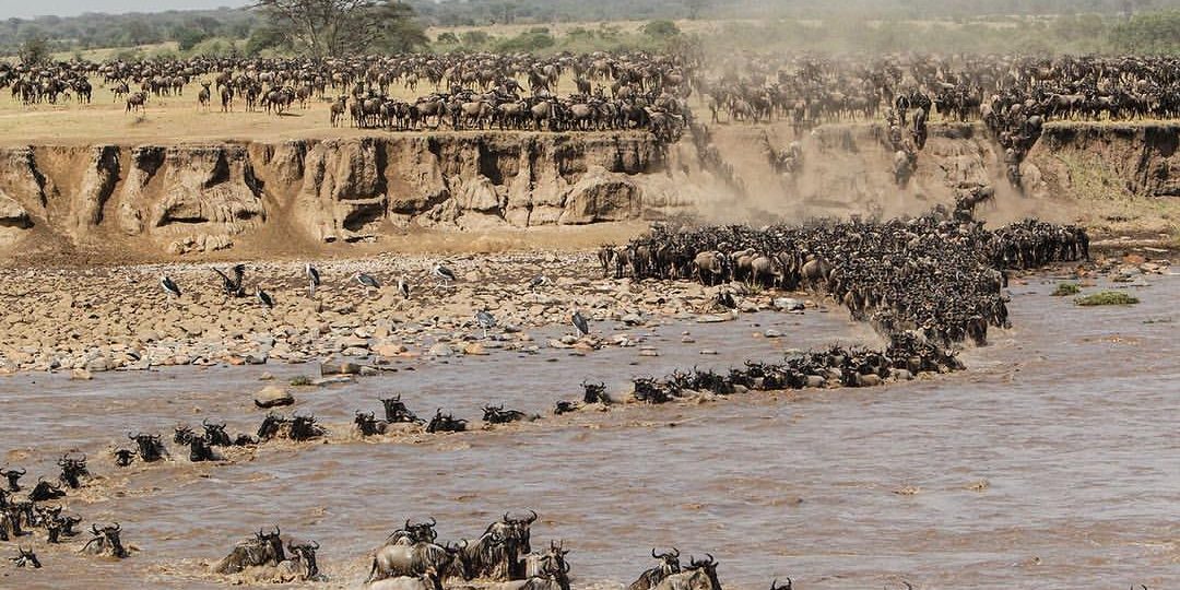  Serengeti Migration Tanzania Safari